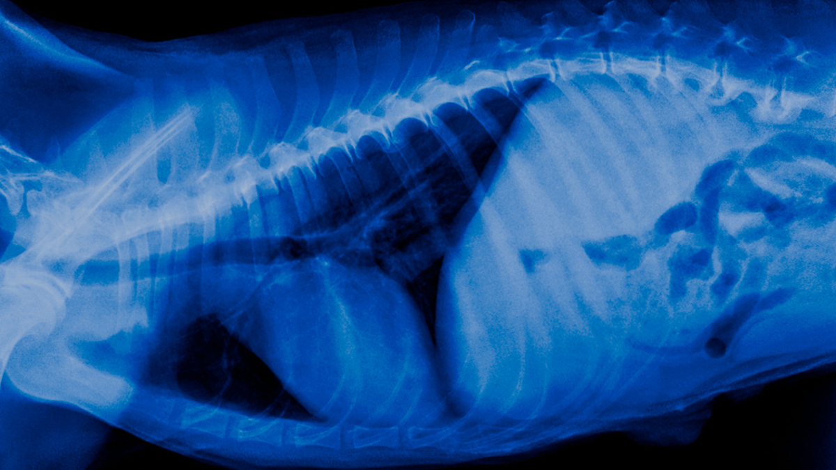Online Veterinary CPD Webinars | Veterinary Thought Exchange