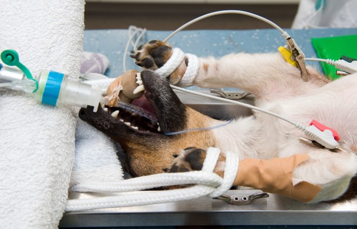 Veterinary Thought Exchange - A practical approach to small animal  anaesthesia (2022)