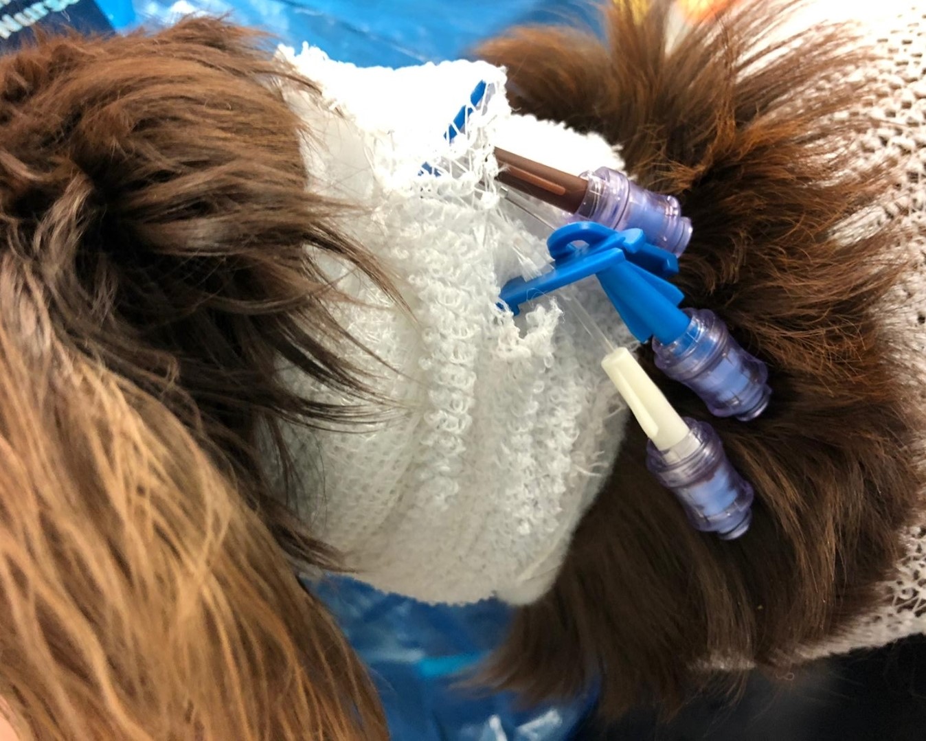 Online Veterinary CPD Courses Veterinary Thought Exchange